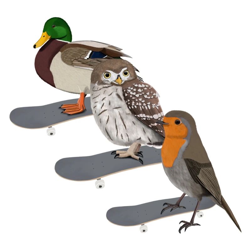 Rotkehlchen Ente Eule Skateboard Vogel