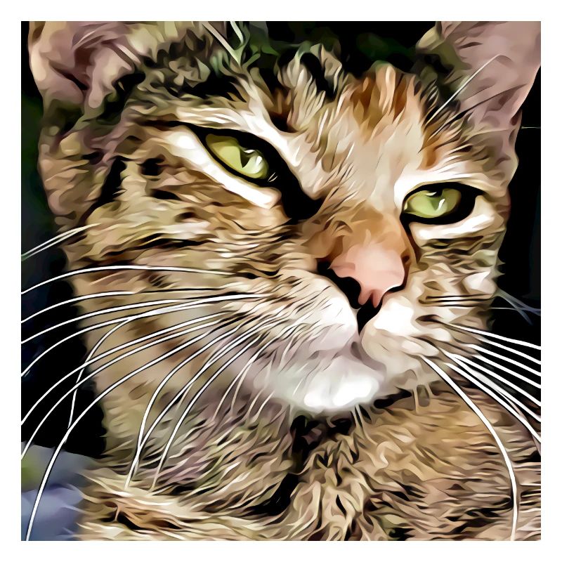 Portrait de chat tabby
