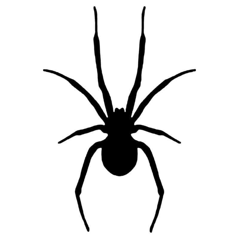 Spinne