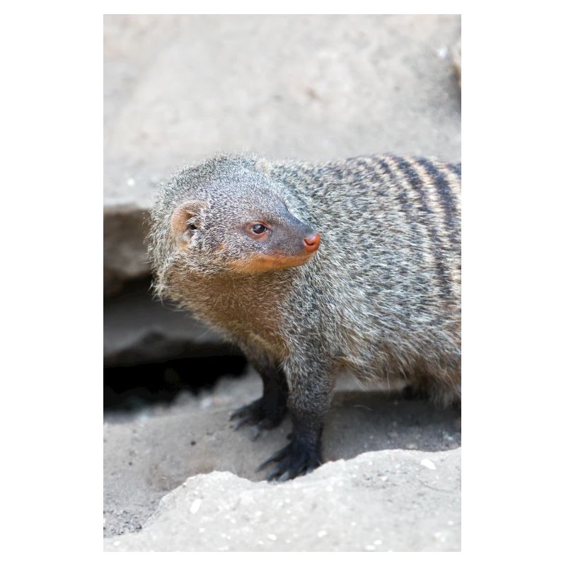 Gebänderte Manguste oder Zebramanguste