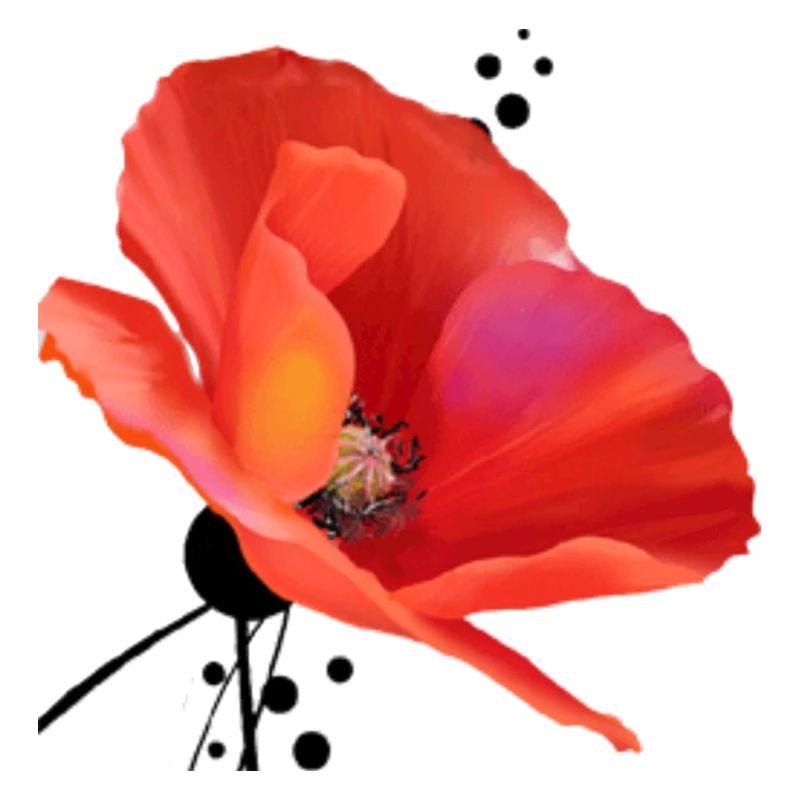 Mohn