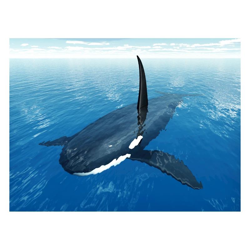 Schwertwal, Orca, Killerwal