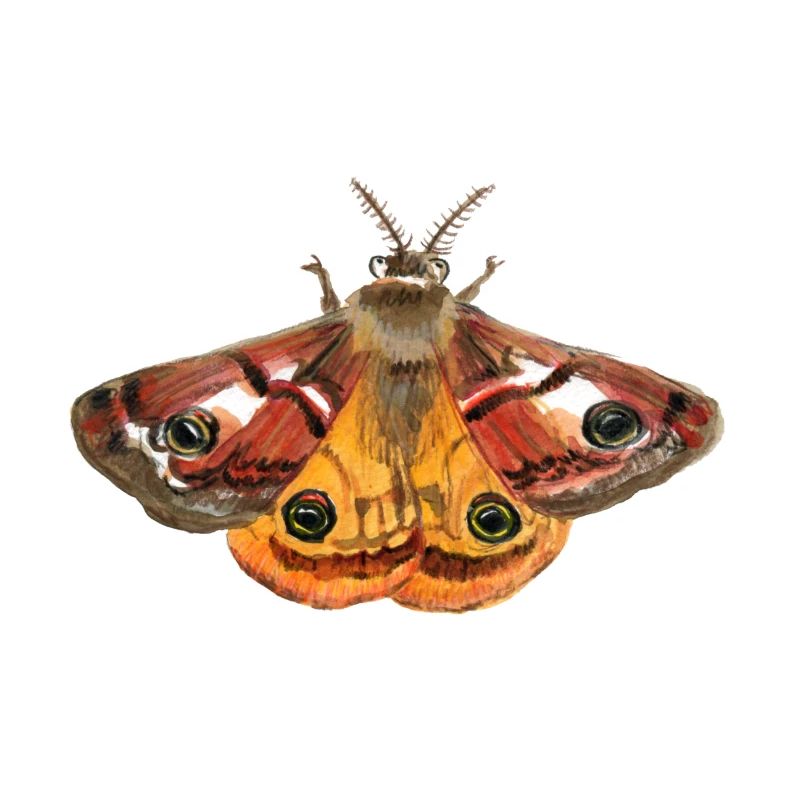 emperor moth