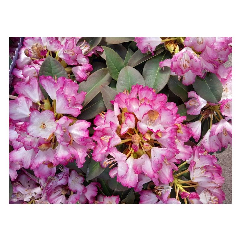 Knallpinker Rhododendron