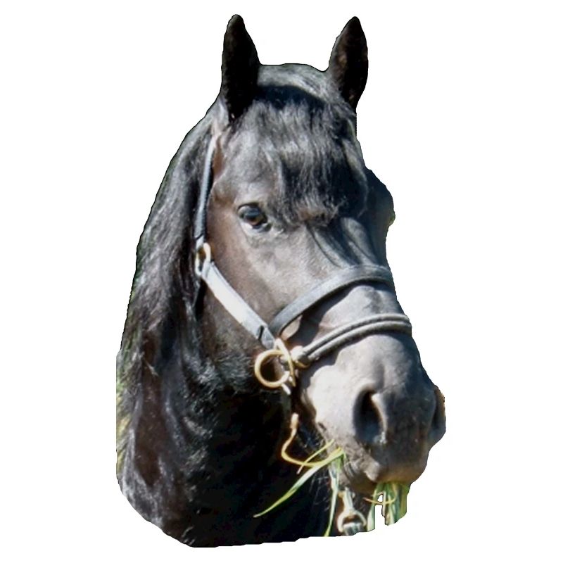 Frieze head