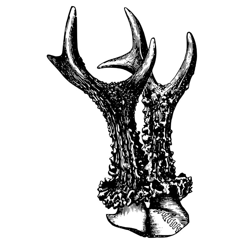 Cornes de cerf chevreuil