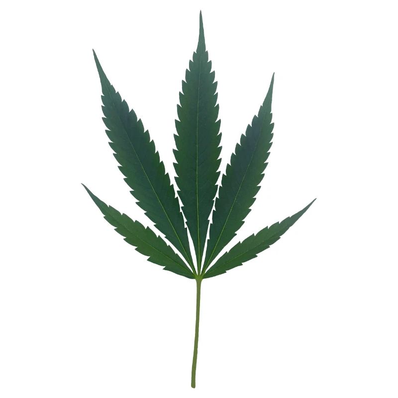 C’est l’heure du cannabis