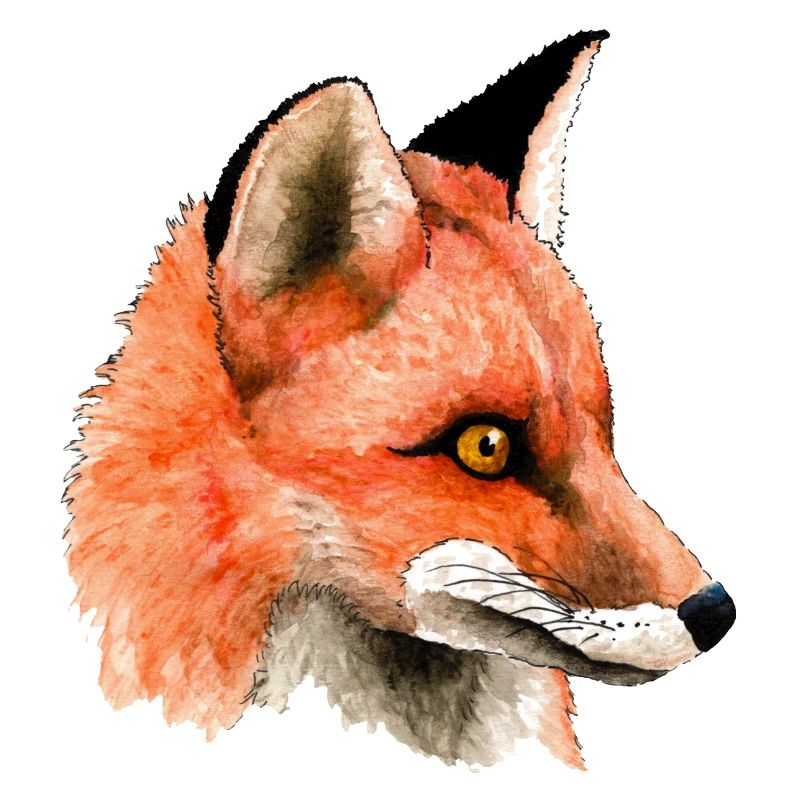 Fuchs