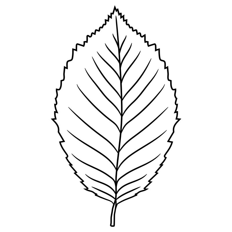 silhouette beech leaf tree plant shape clip art desig
