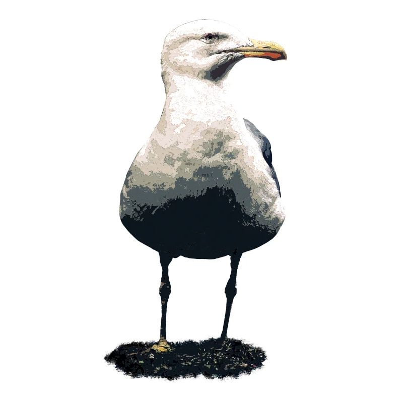 Möwe