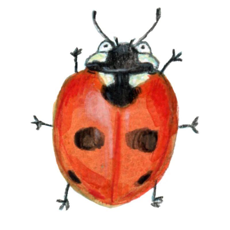 five-point ladybird