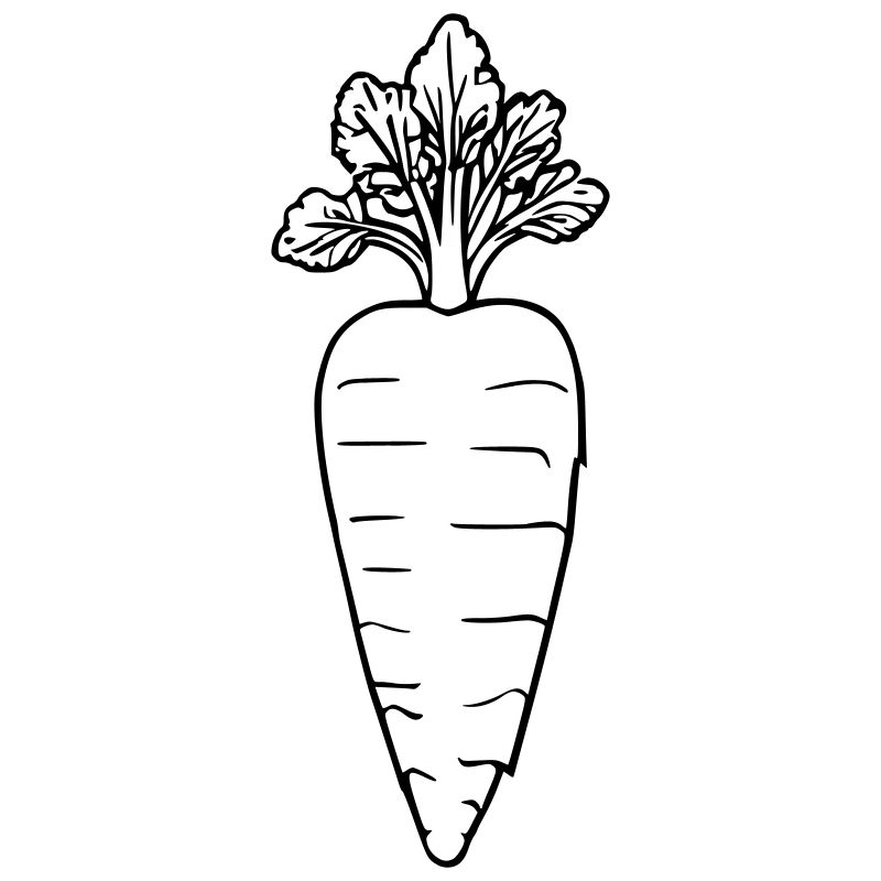 Umrissgrafik Möhre
