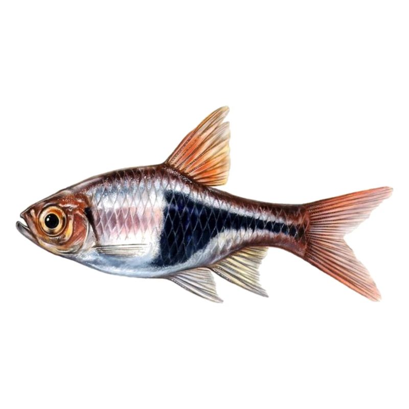 Rasbora Klinowa, Trigonosigma heteromorpha,