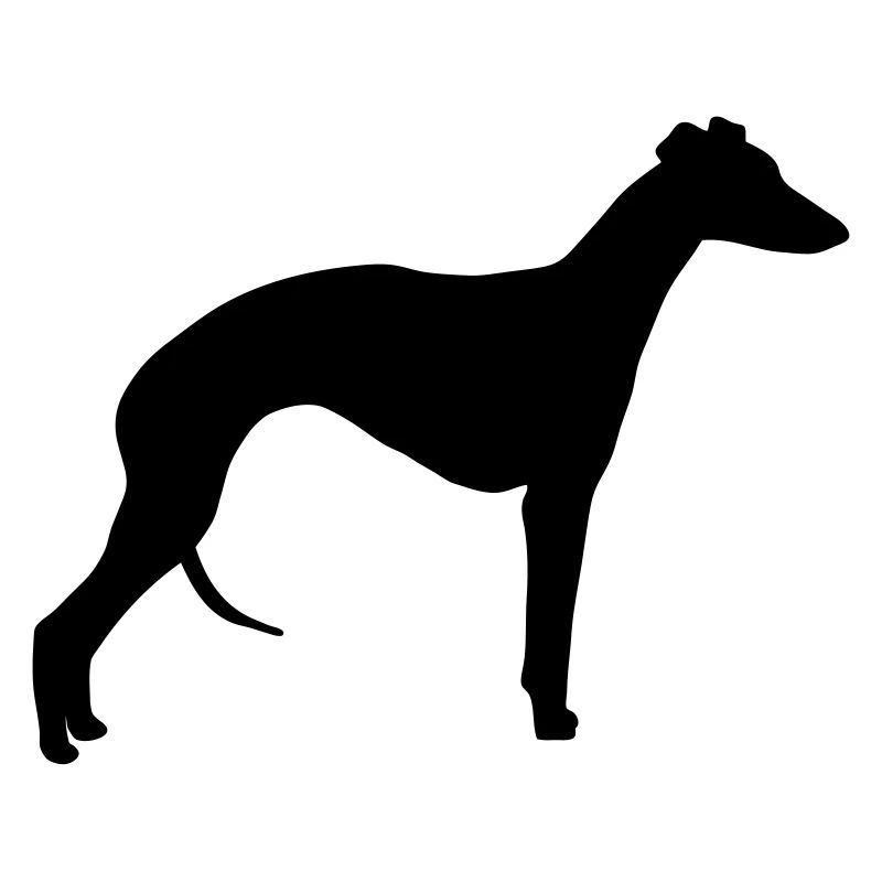 Whippet
