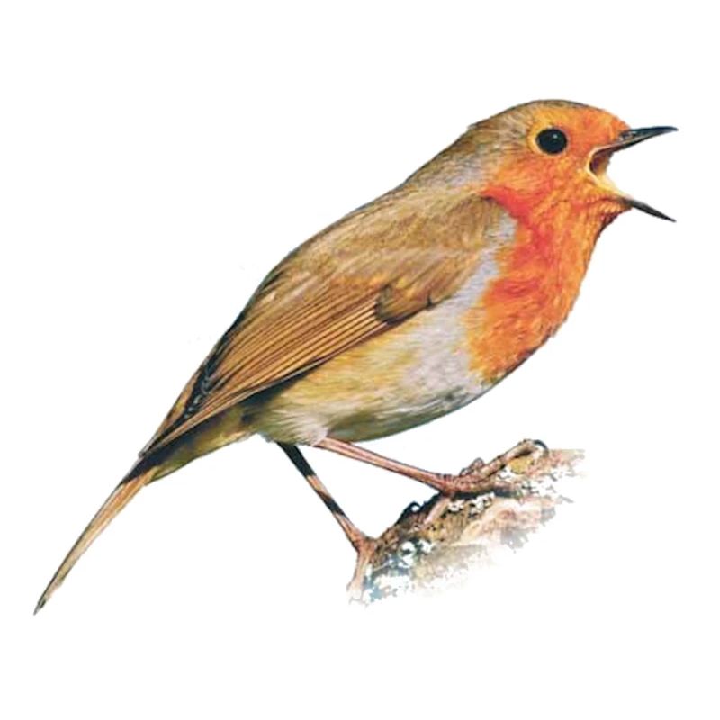 Rotkehlchen Vogel Robin