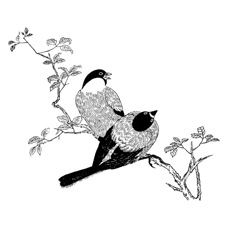 Oiseaux Esquisse a branche