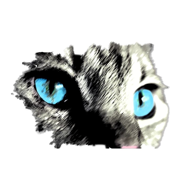 Chat aux yeux bleus ! belle idée de cadeau