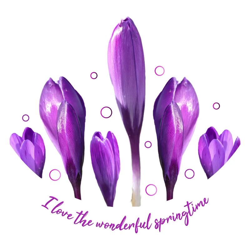 Crocuses Crocus
