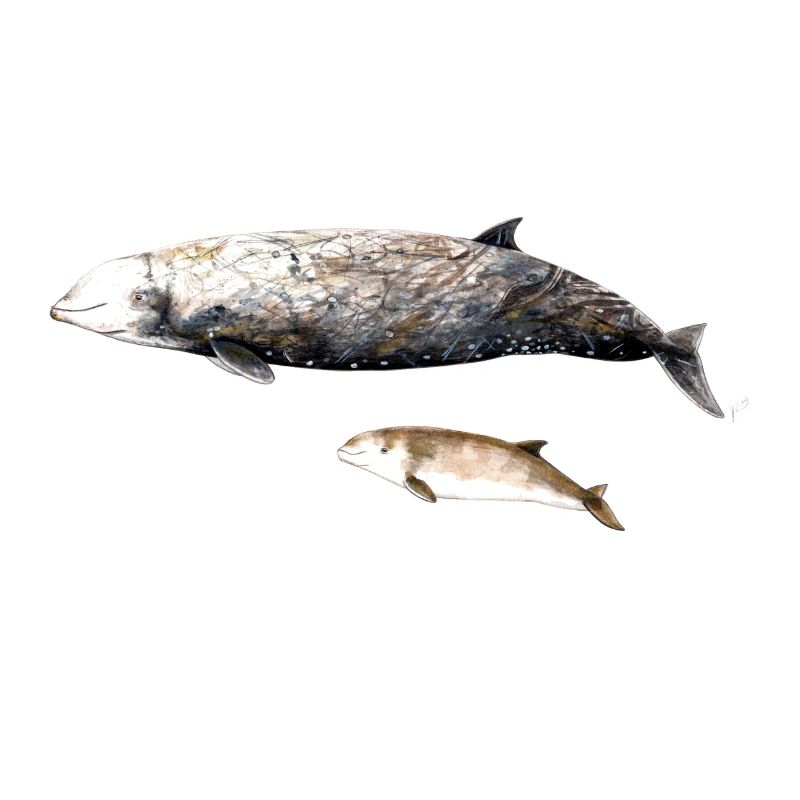 Cuvier-Schnabelwal - Cuvier-Schnabelwal Schnabelwal
