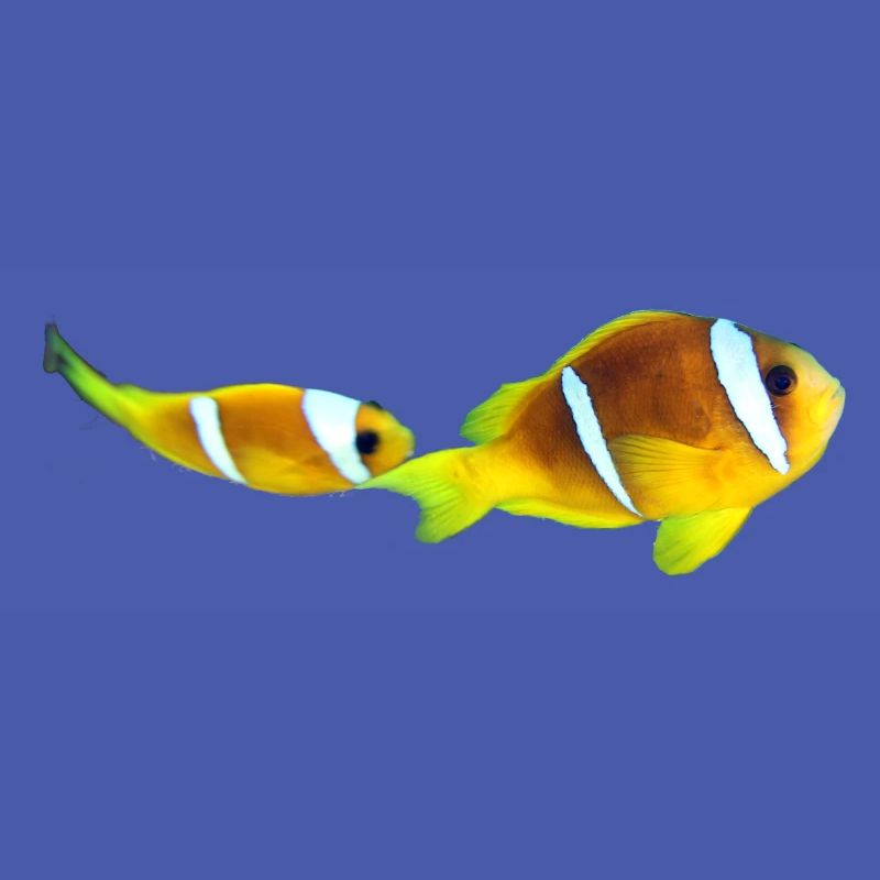 Nemo fishes