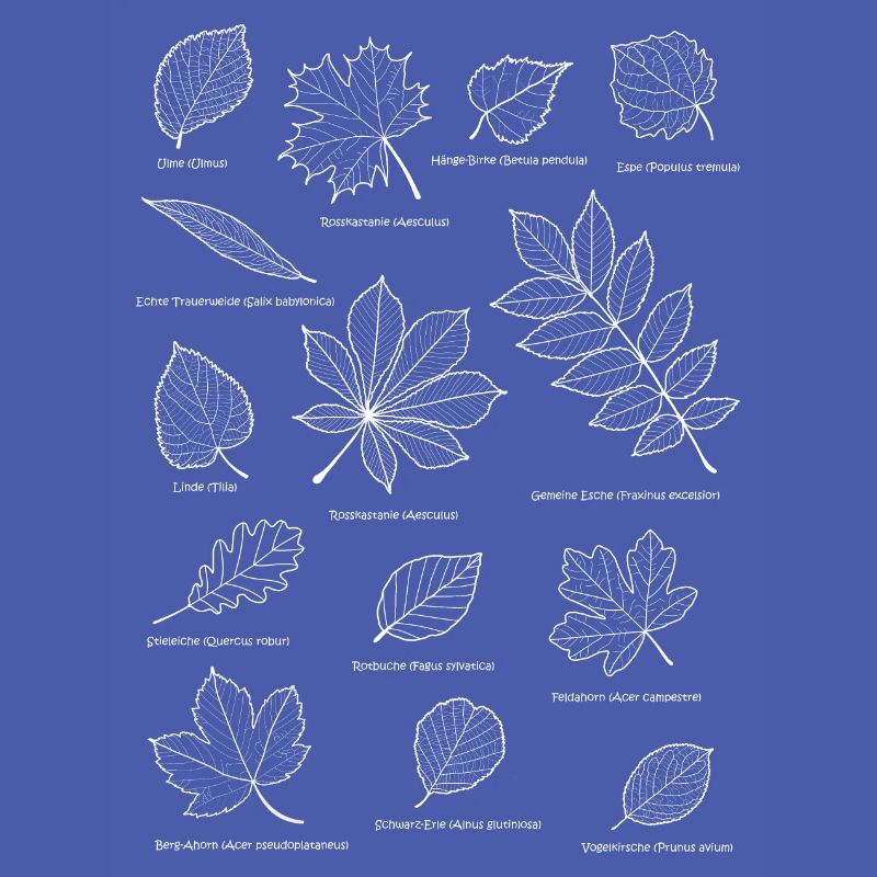 Leaves, foliage, deciduous tree, leaf, herbal tree
