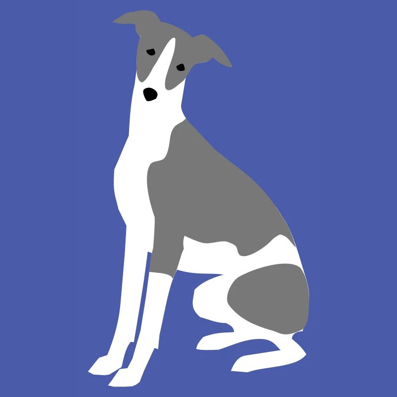 Whippet