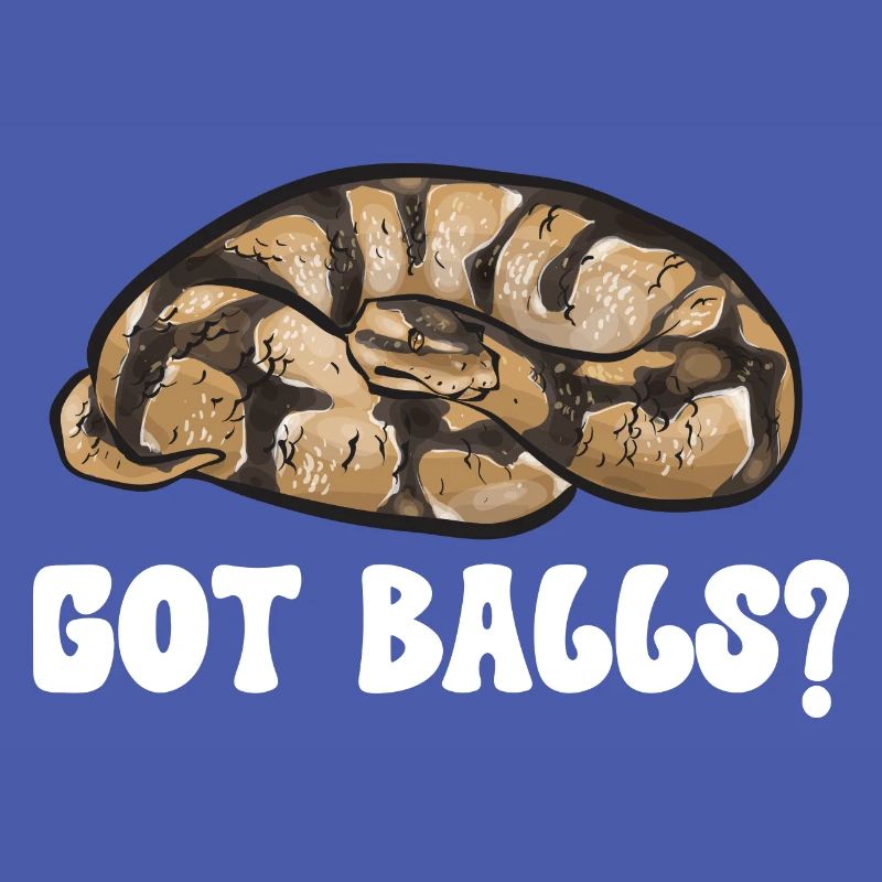 Ball Python Schlange Königspython