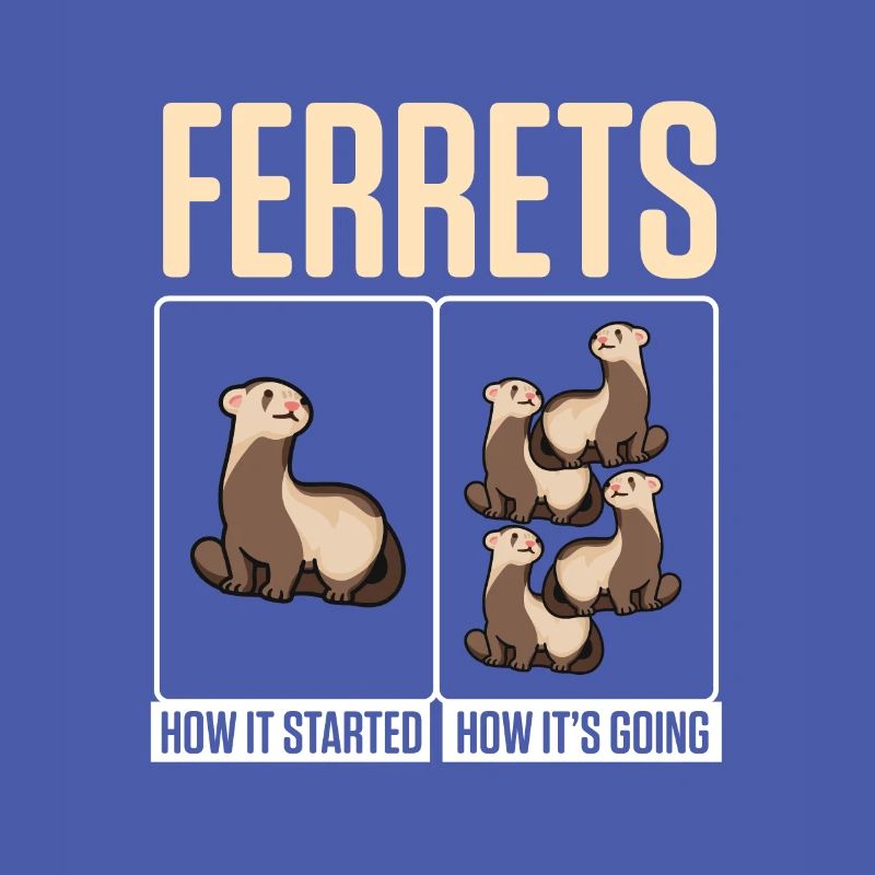 Weasel Cute Ferrets How It Started How It's Going