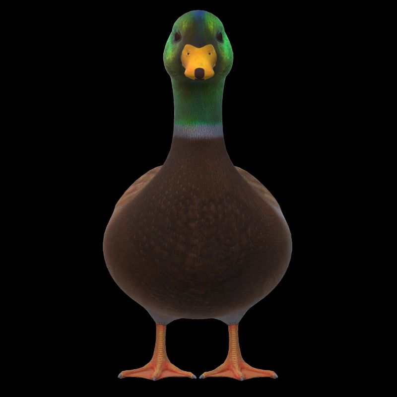 Duck front view