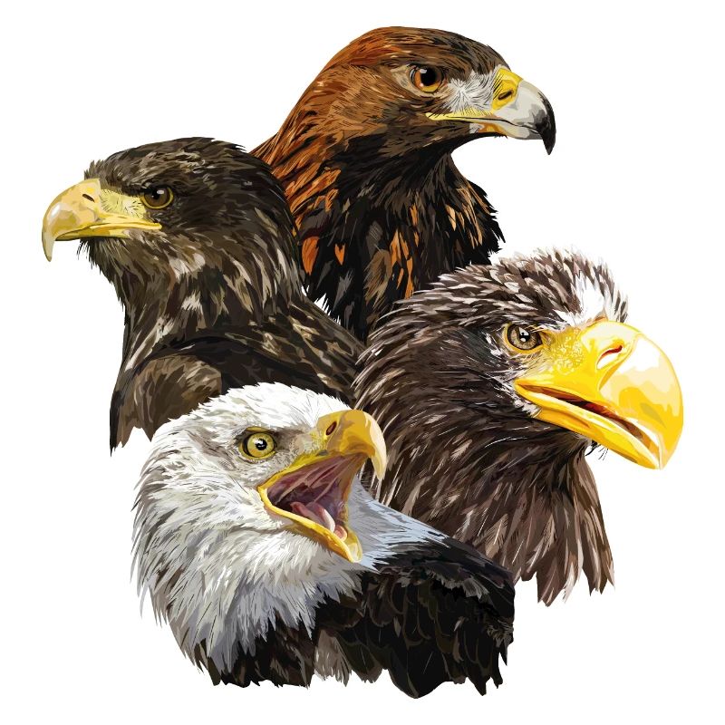 Pigargos et Eagle