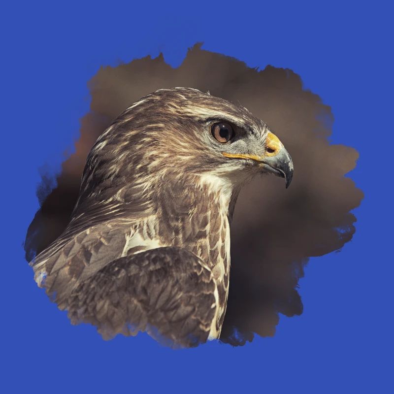 Common buzzard