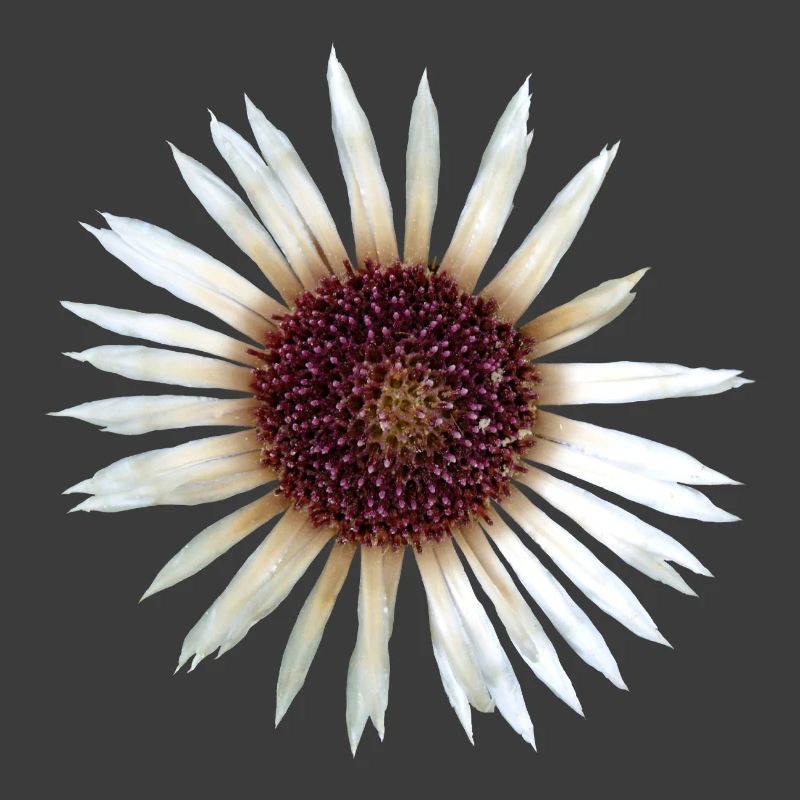 Silver Thistle