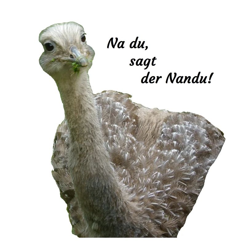 greater rhea