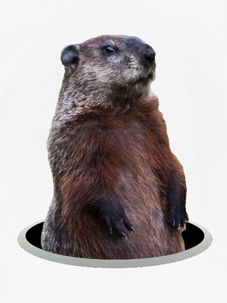 Murmeltier