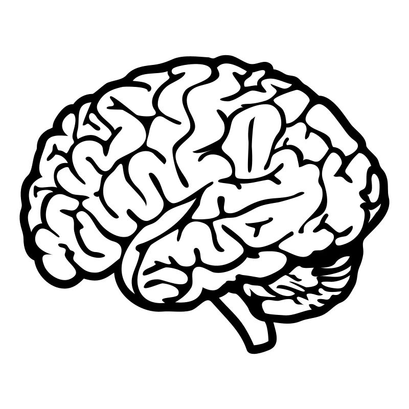 cerveau