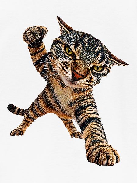 Katze