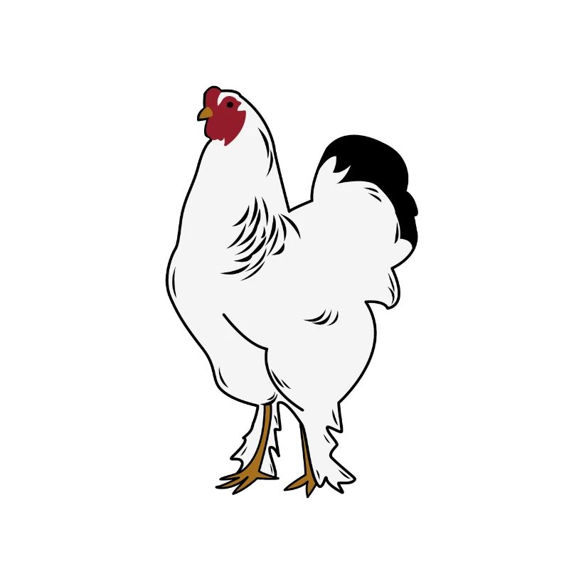 Brahma Rooster Chicken Funny Farmer Chicken