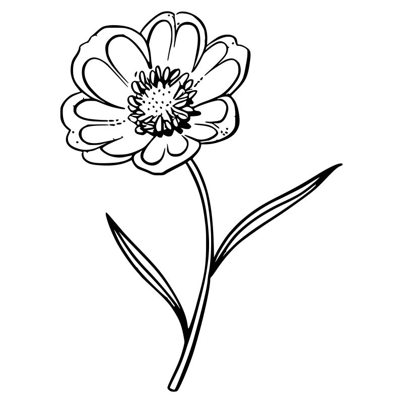 bouton d’or comme illustration vectorielle