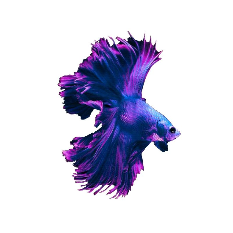 Betta Splendens Betta's Siamese Fighting Fish
