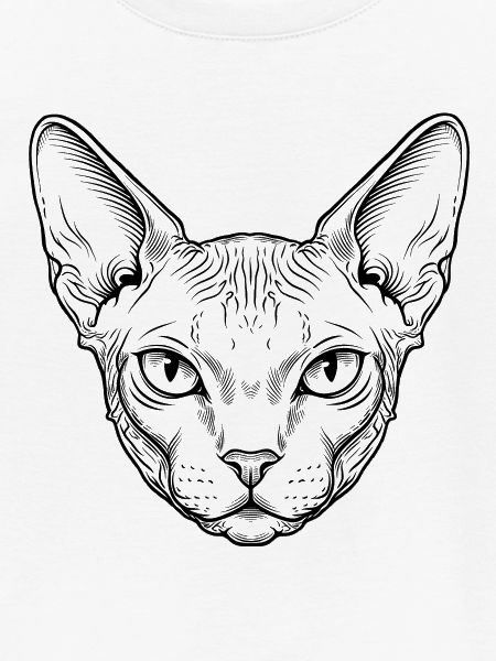 Sphynx Katze