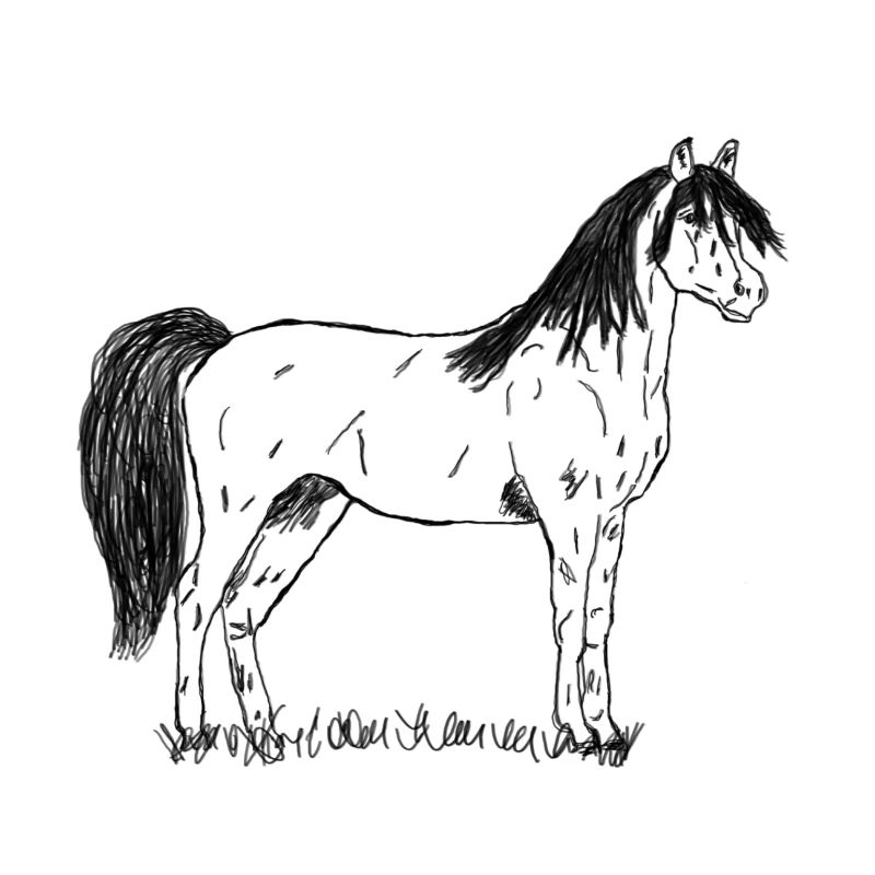 Poulain de cheval