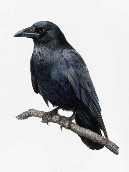 Rabe Krähe Vogel