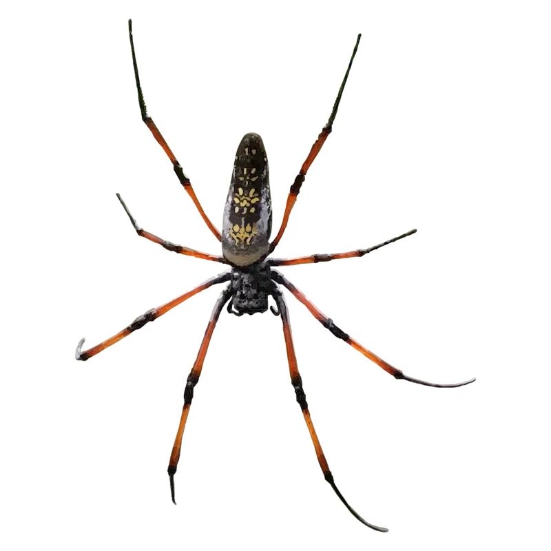 Spinne Nephila in Polygon Design