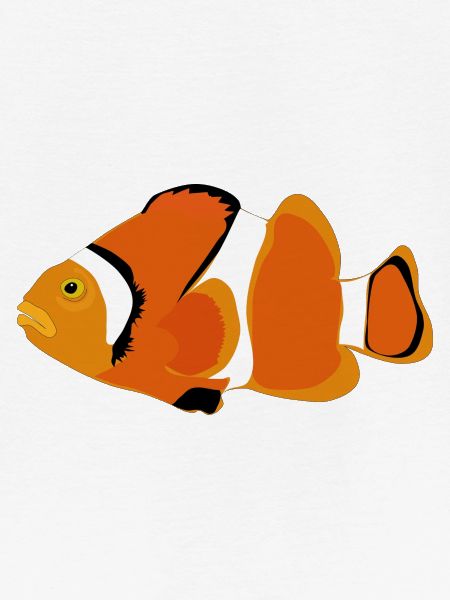 Clownfisch