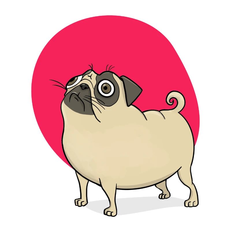 Funny pug embarrassed with red background