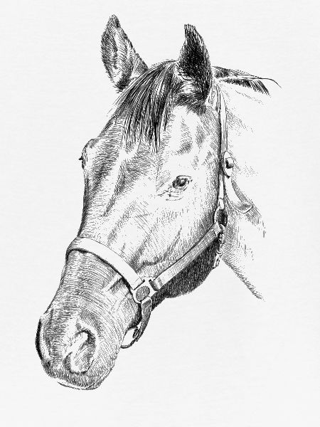 Pferd