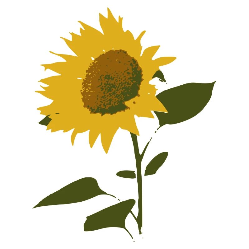 Sonnenblume