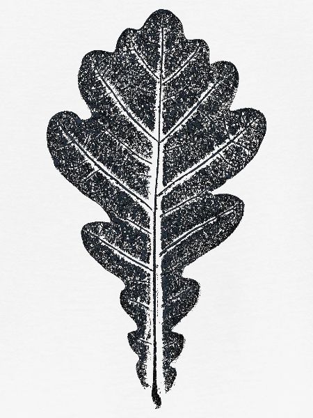 Eichenblatt / Botanischer Blätter - Abdruck