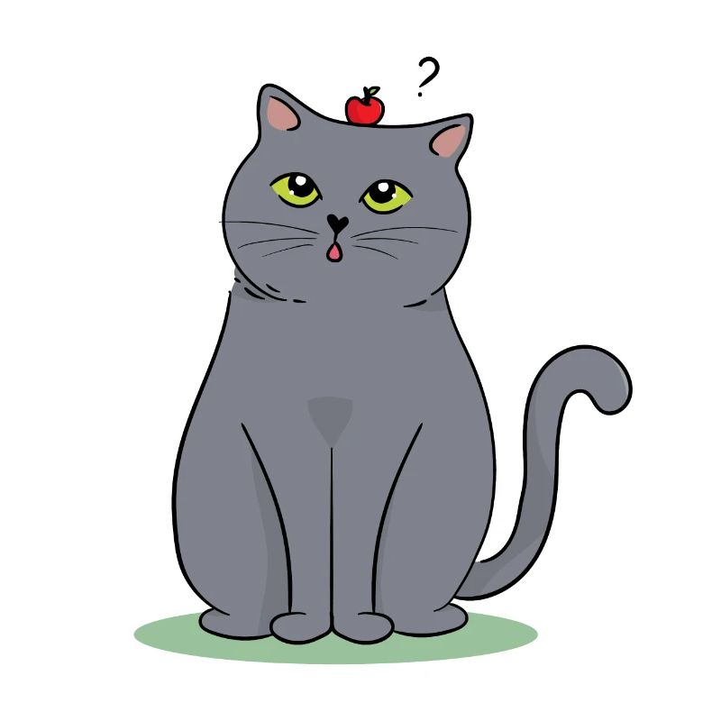 Britisch Kurzhaar Katze