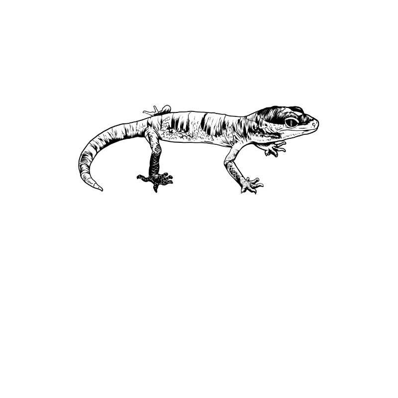 Line Drawing - Gecko